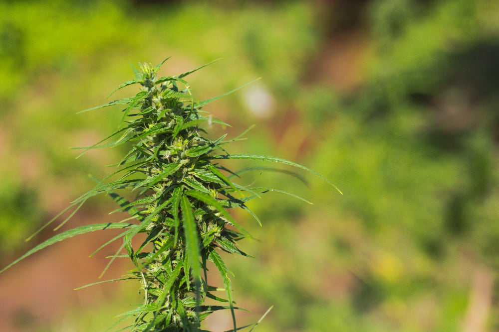 Cannabis