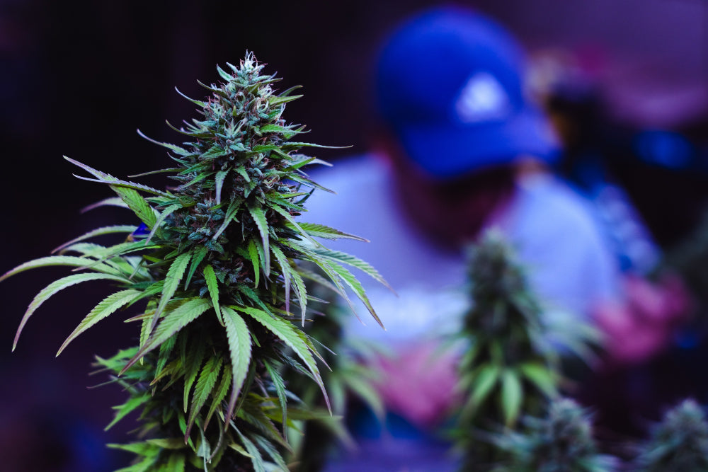 Is HHC detectable? HHC explained in drug tests