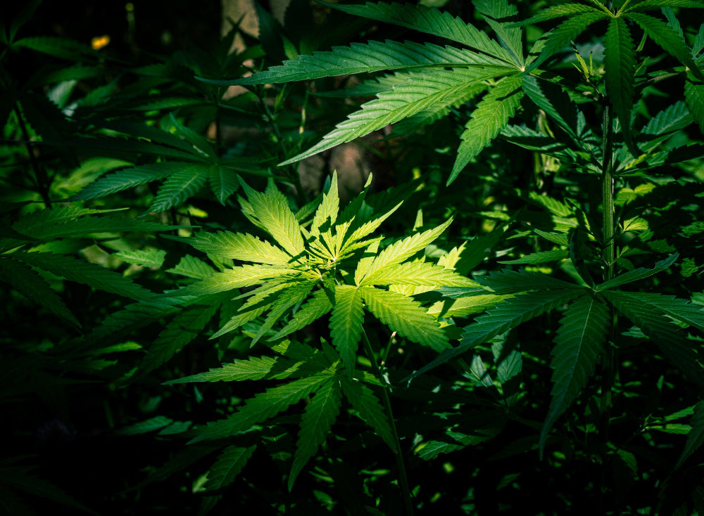 Care of 2-week-old hemp seedlings