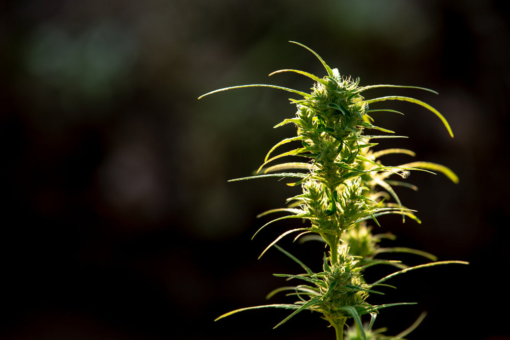 Perfect your cannabis topping