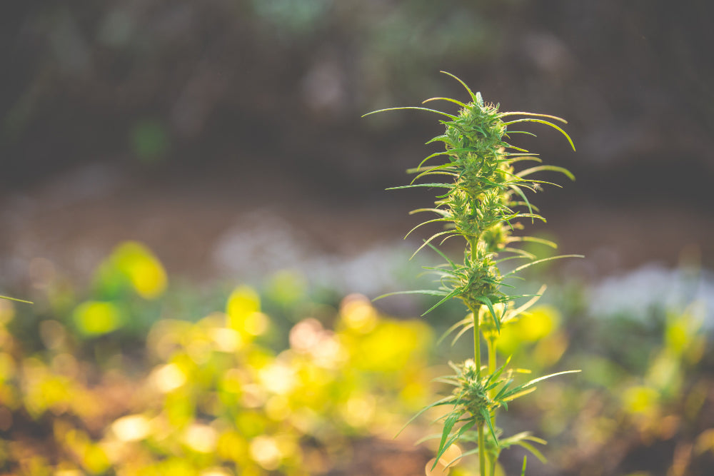 Cannabis E-Rezept: Alle Informationen im Überblick