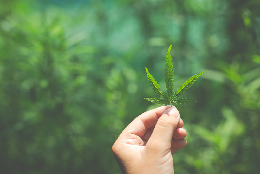 Hand hält Cannabispflanze fest