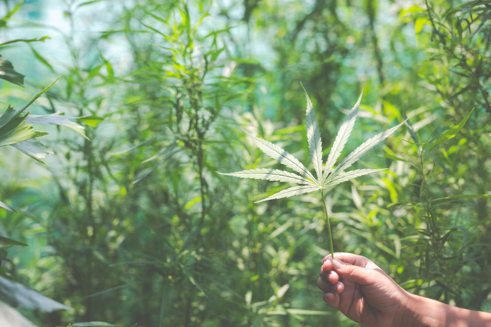 Cannabis