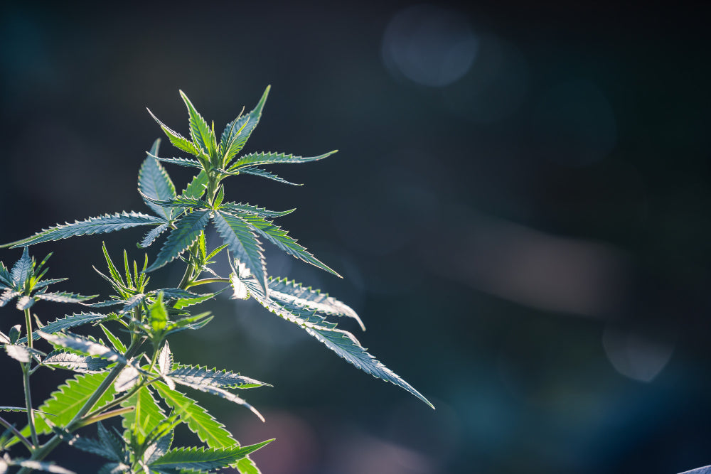 Cannabis Mangelerscheinungen - Erkennen & Beheben