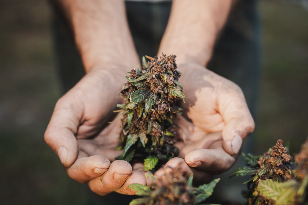 Cannabis Trichome: Entdecke ihre Geheimnisse