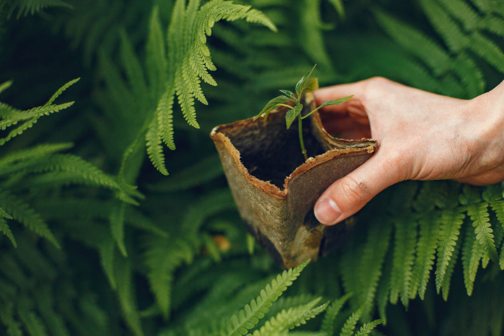 Beste Erde für Cannabispflanzen: Auswahl und Pflegetipps