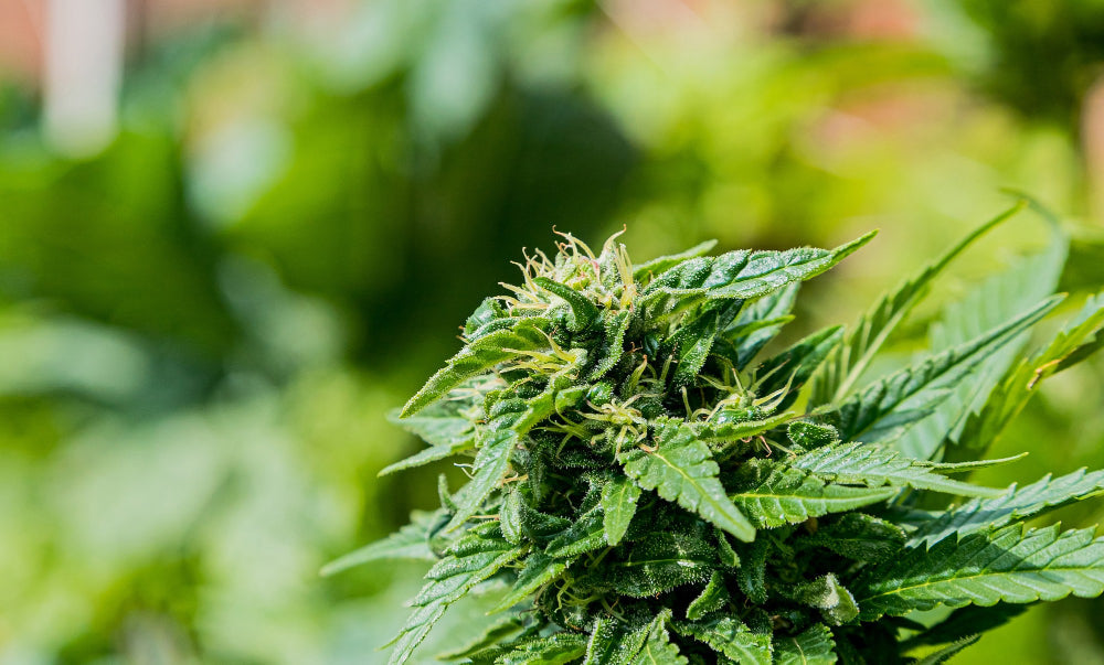 Cannabis braune Blattspitzen: Ursachen & Lösungen