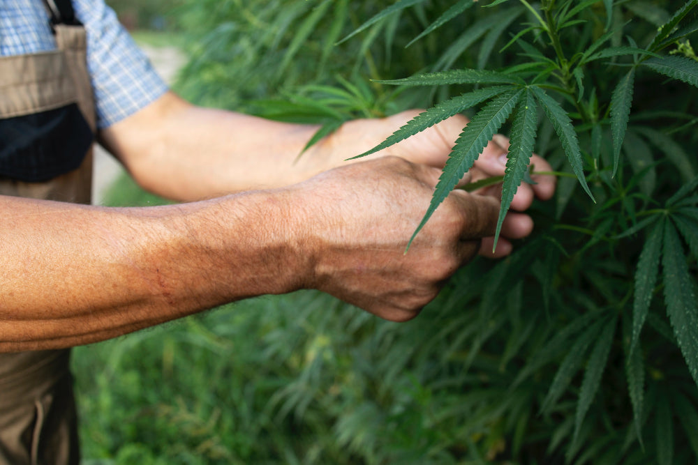 Erkenne und Pflege junge männliche Cannabispflanzen