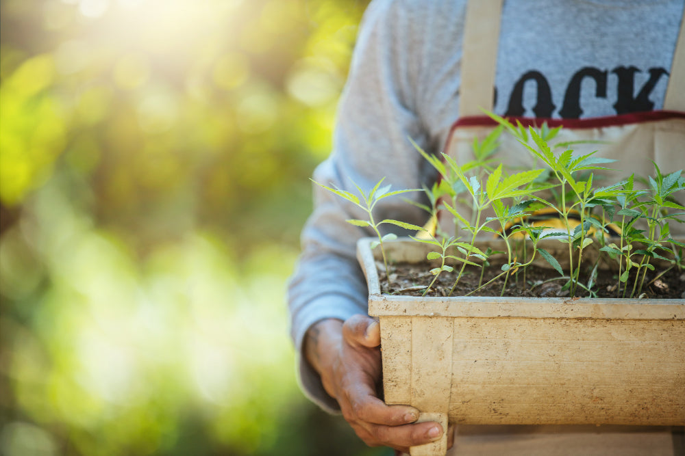 Welche Erde für den Cannabisanbau: Eine genaue Anleitung