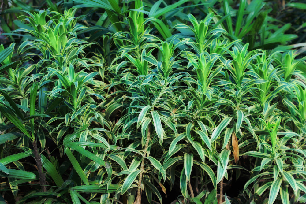 Cannabis Pflanze