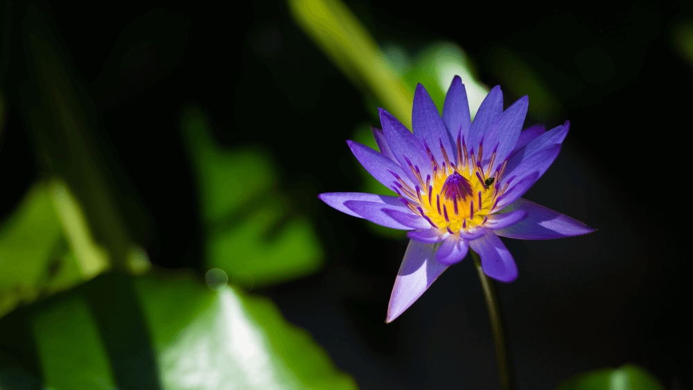 Der blaue Lotus: Alles, was du wissen musst