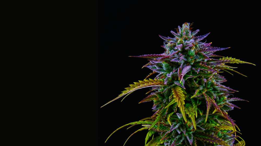 THCV: Ein Leitfaden zu einem einzigartigen Cannabinoid