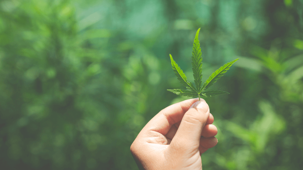 CB9: Ein neues Cannabinoid