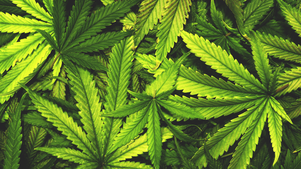 CBDP: Auf dem Weg zur Cannabinoid-Revolution