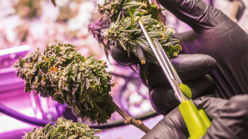 THC-JD: Ein neues Cannabinoid auf dem Markt