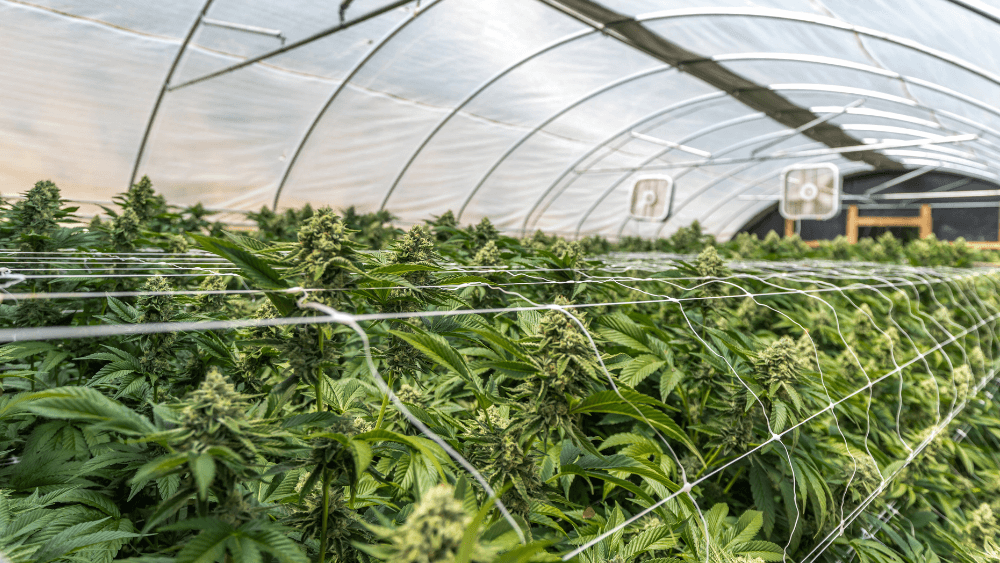 THC Legalisierung in Thailand: Preise & Informationen