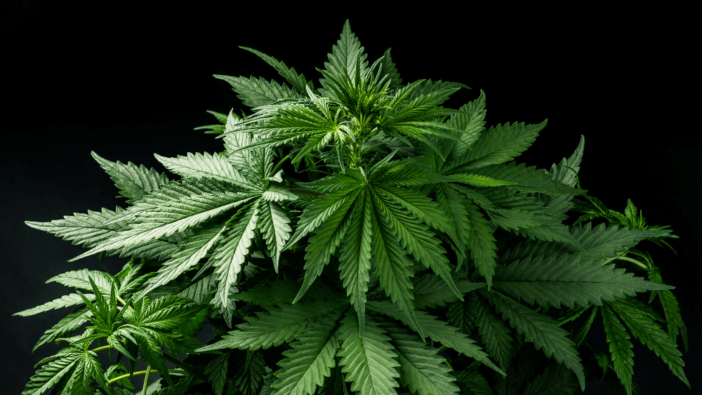 THC-H: Alles was du wissen musst