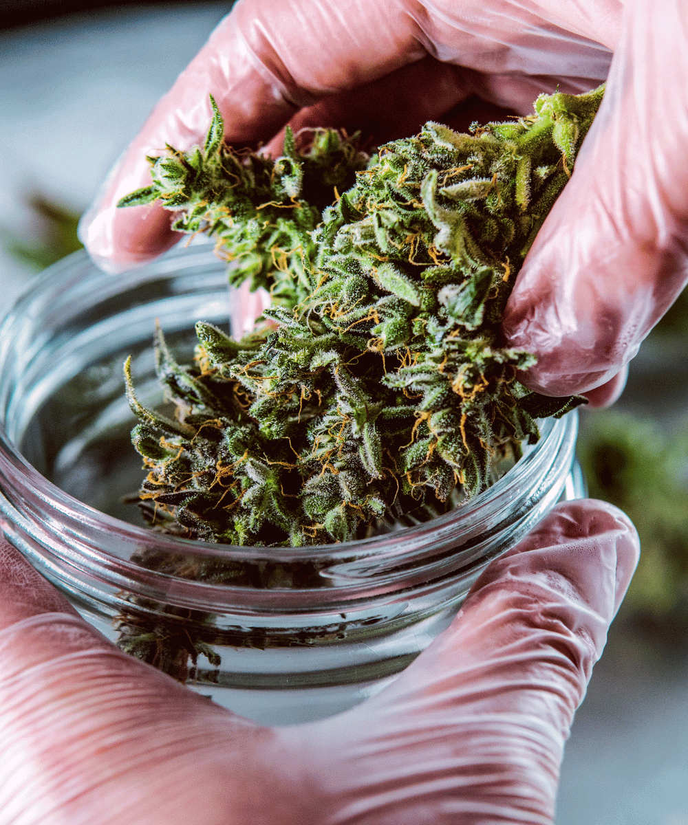 Cannabis Blüte in einer Glasschale