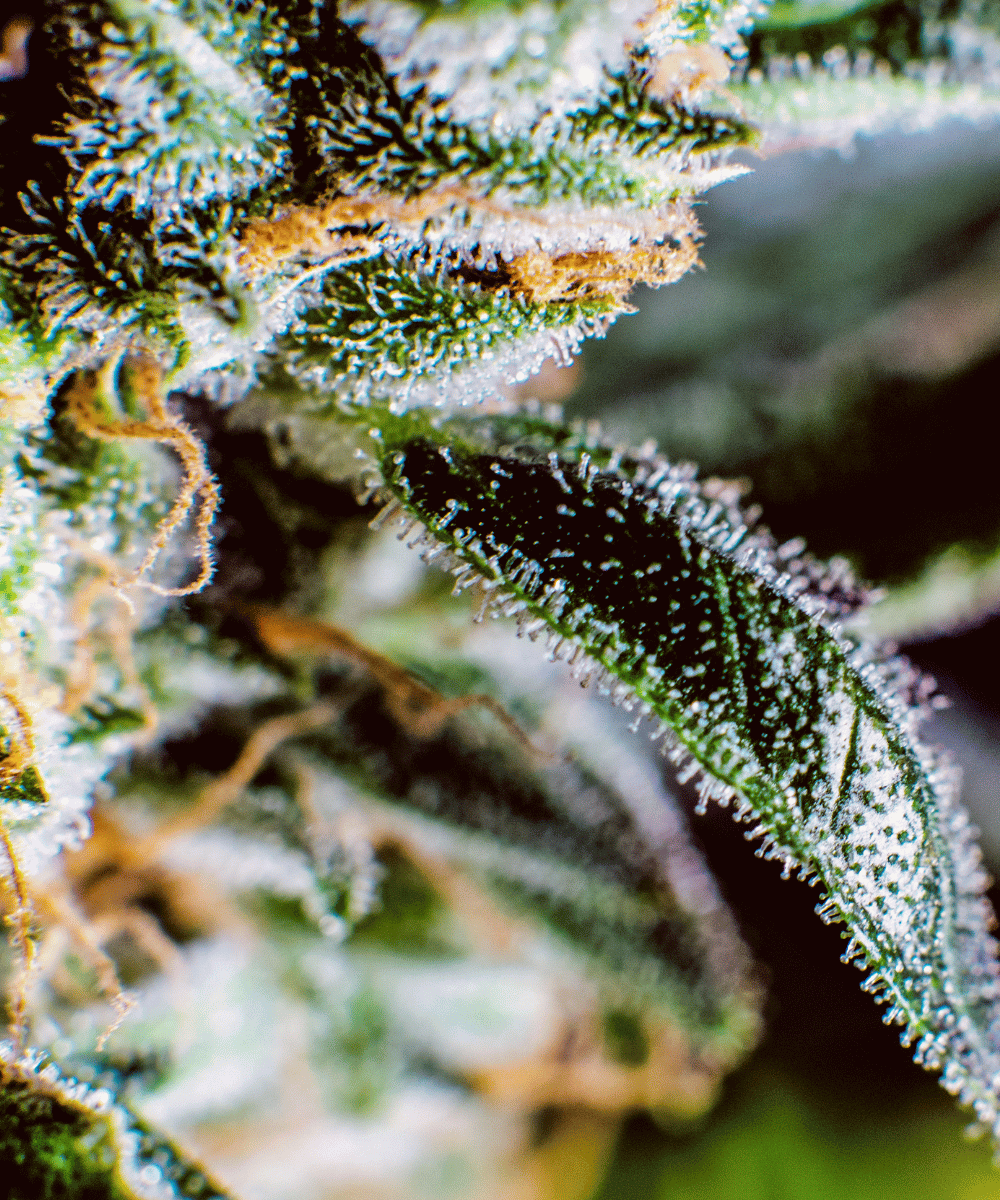 Cannabisblüte