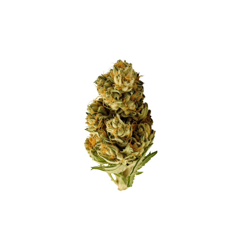 Cannabis Seeds Runtz x Skywalker OG 3 Stück
